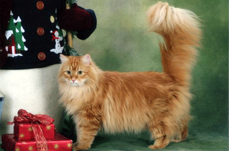 Gizmo Siberian Red Classic Tabby Cat