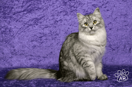 Faith Siberian Silver Mackerel Tabby Cat