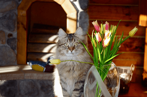gorgeous Siberian cat features