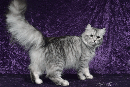 Maggie the Siberian show cat
