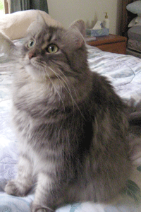 Nevaeh the Siberian cat
