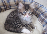 link to new siberian kitten memo.png