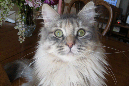 Safira the Siberian cat