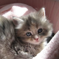 Siberian Kitten gray on pink blanket
