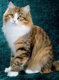 Siberian female cat