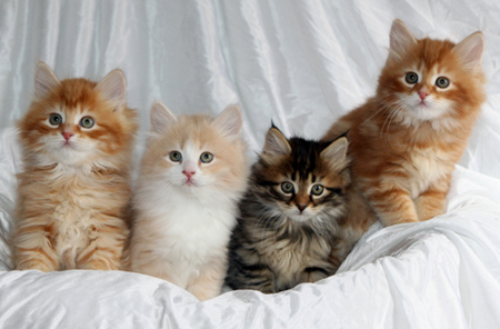 calico siberian kittens