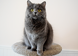 Kit Siberian Cat, Queen