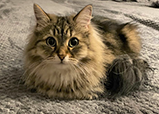 Siberian queen Lola