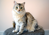 Siberian Queen Maria