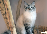 Siberian queen Mia