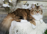 Siberian Queen Nyla