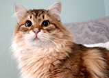 golden Siberian king Ramses