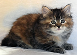 Siberian Queen Scarlette