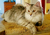 New Siberian queen Tia
