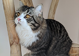 Siberian Cat King Winston