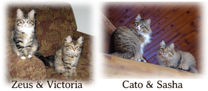 Cato and Sasha the Siberians
