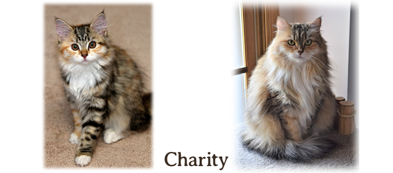 Charity the cat