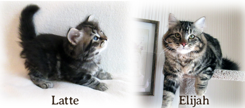 Elijah the cat