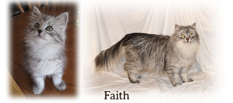 Faith the Siberian cat