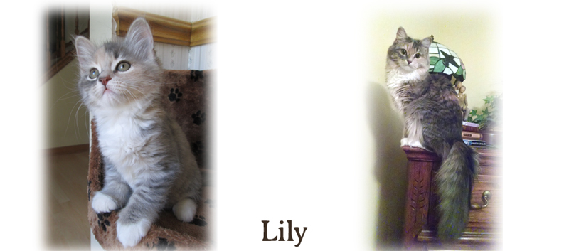 Lily the cat