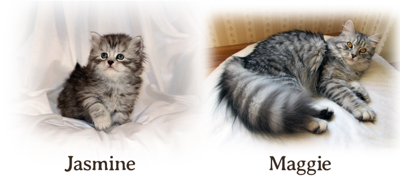 Maggie the cat