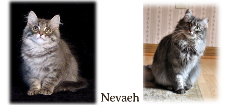 Nevaeh the cat