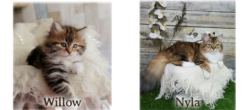 Nyla the Siberian cat