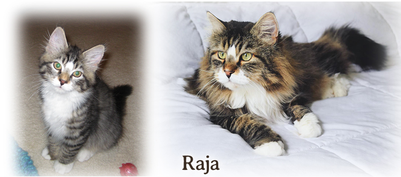 Raja the premiere Siberian