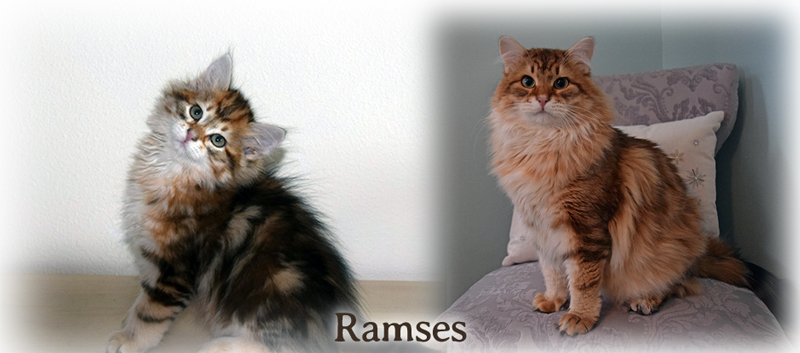 Ramses the Siberian
