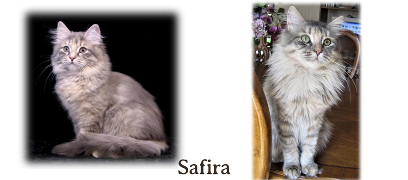 Safira the Siberian
