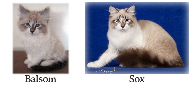 Sox the Siberian show cat