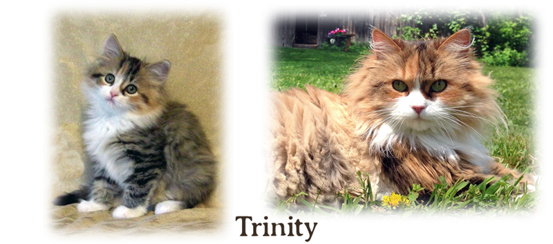 Trinity the queen Siberian