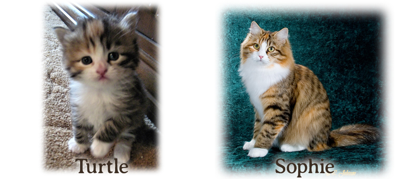 Sophie the Siberian