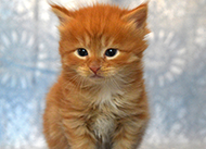 orange kitten