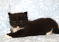 black and white siberian kitten