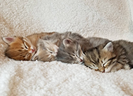 different colored kittens sleeping in a row