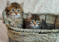 siberian kittens in a basket