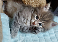 gray kitten