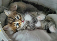 blue eyed siberian kitten