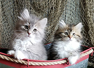 kittens in a toy boat