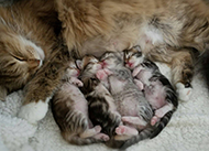 tiny kittens with mom